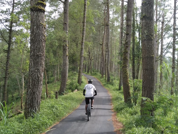 Cycling through the forest Bali